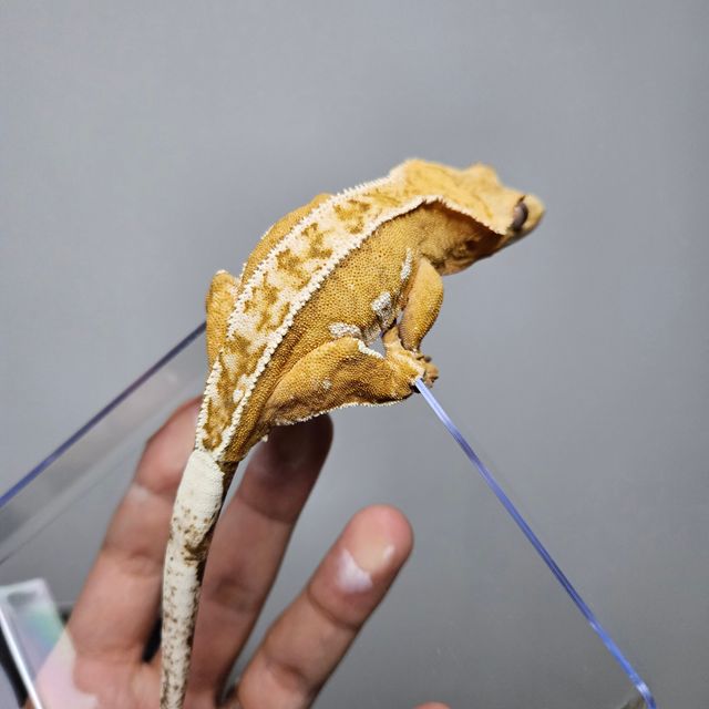 크림시클 노멀