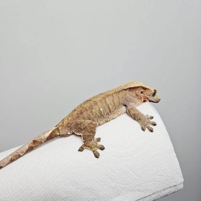 노멀 레드 스트로베리