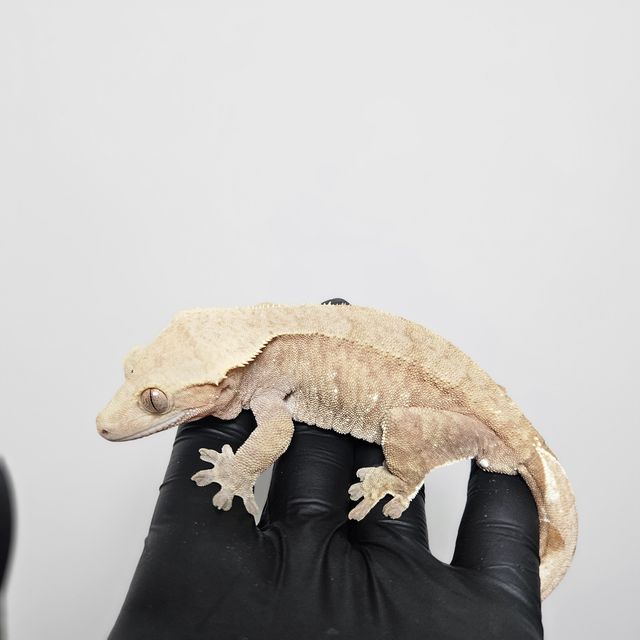 노멀 레드 스트로베리