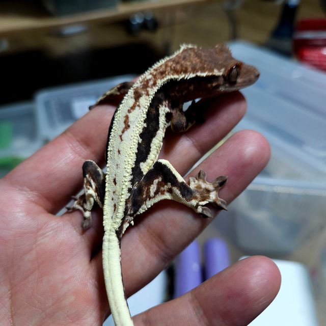 프라푸치노