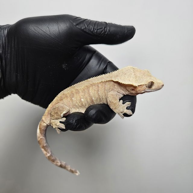 노멀 레드 스트로베리