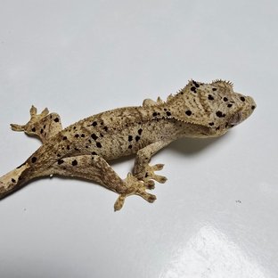 슈퍼달마시안