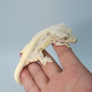 릴리화이트 솔리드백