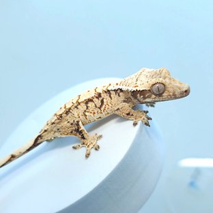 트라이 익스트림할리퀸 드리피 화이트스팟