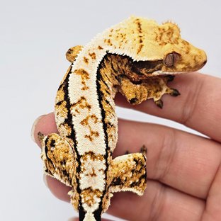 트라이 익스트림할리퀸