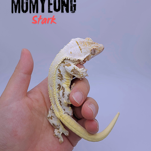 월리2세 무명