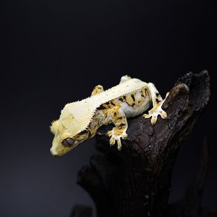 곤이2세 제이미