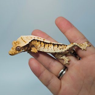 트라이 익스트림할리퀸