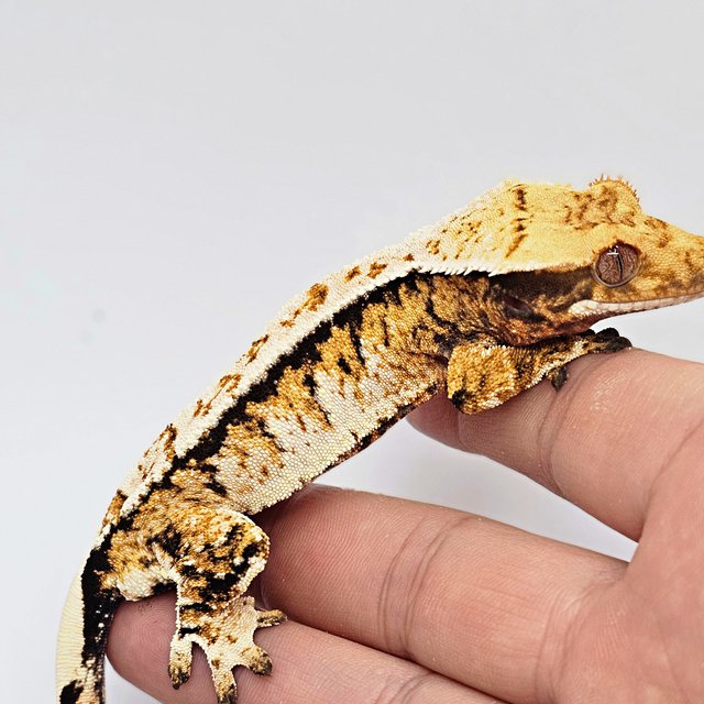 트라이 익스트림할리퀸