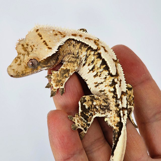 트라이 익스트림할리퀸 화이트스팟 화이트크라운