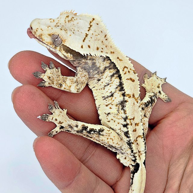 트라이 익스트림할리퀸 화이트스팟