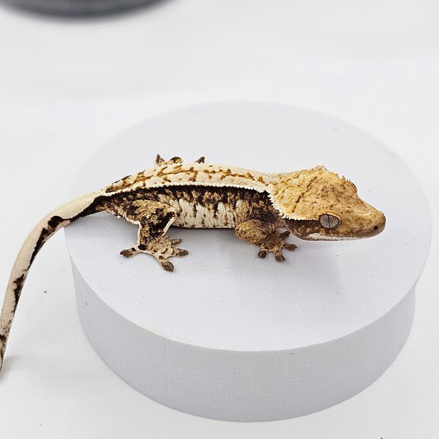 트라이 익스트림할리퀸 화이트핀