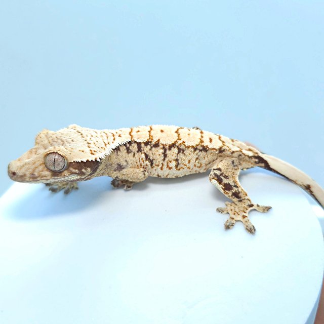 트라이 익스트림할리퀸 드리피 화이트스팟