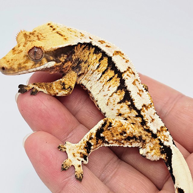 트라이 익스트림할리퀸