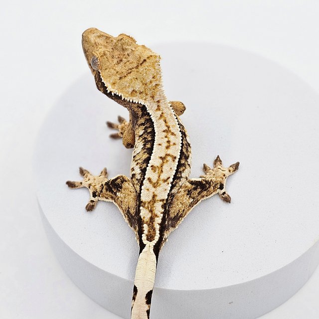 트라이 익스트림할리퀸 화이트핀