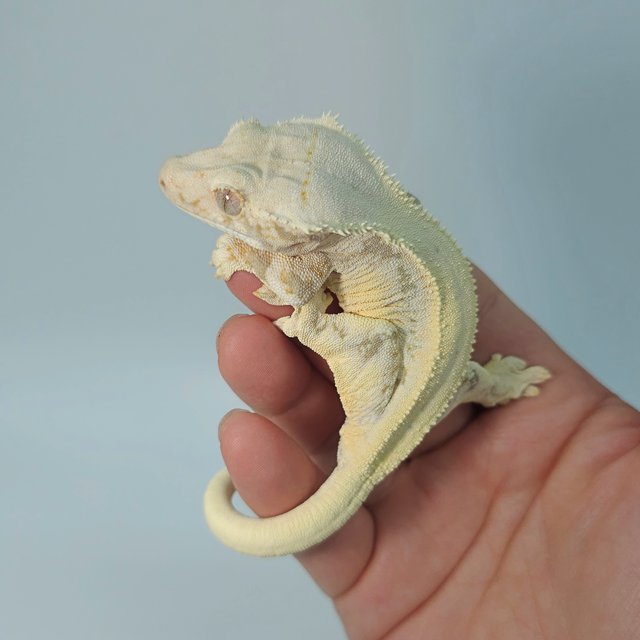 릴리화이트 솔리드백