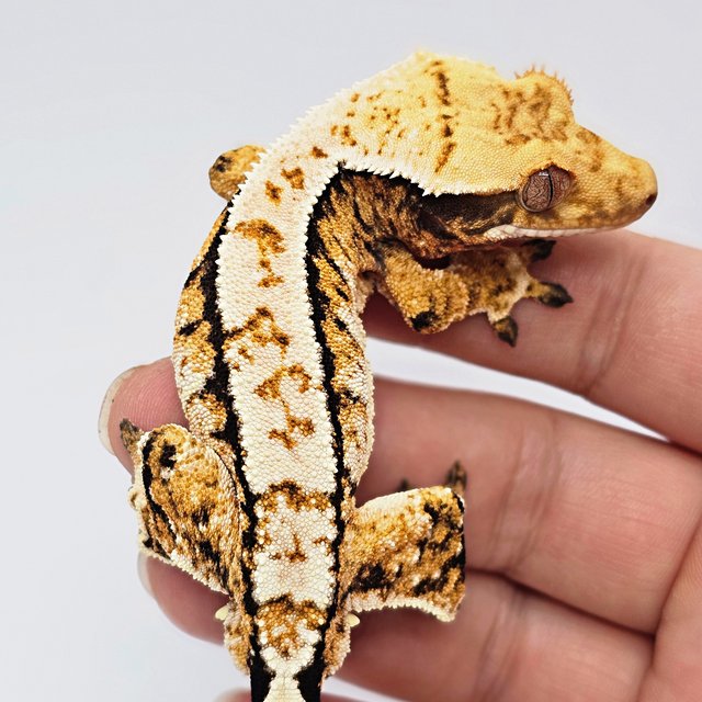 트라이 익스트림할리퀸