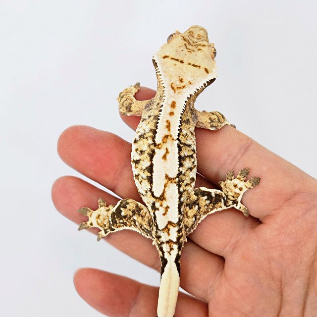 트라이 익스트림할리퀸 화이트스팟 화이트크라운