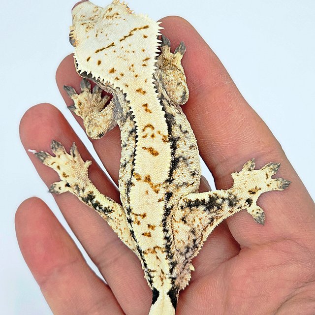 트라이 익스트림할리퀸 화이트스팟