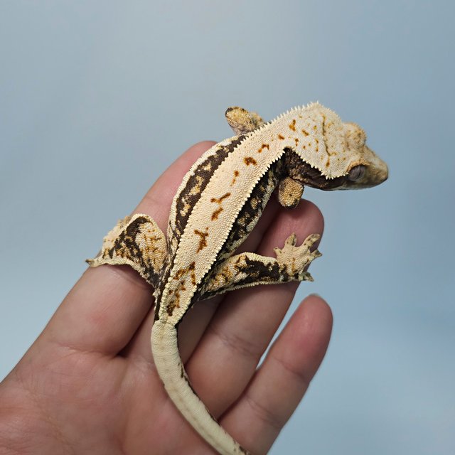 트라이 쿼드 화이트스팟