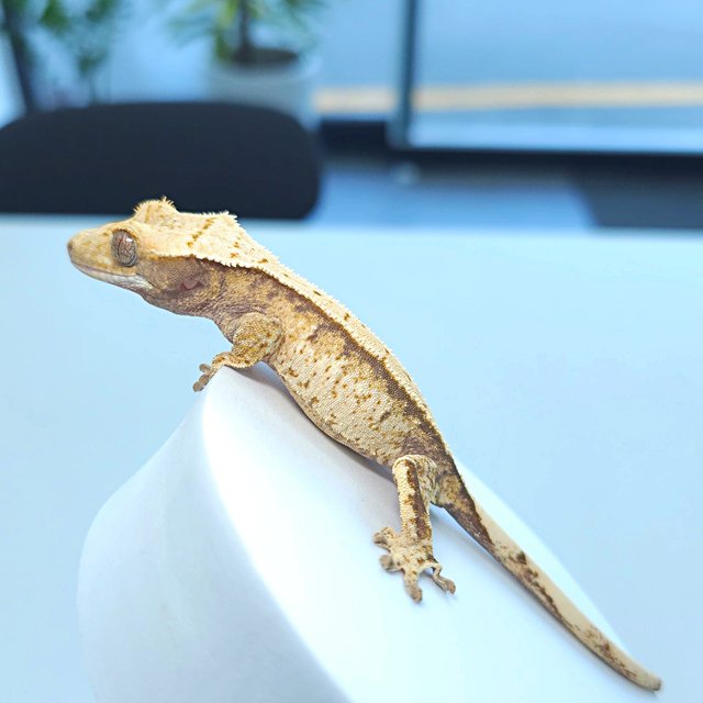 트라이 화이트스팟 익스트림할리퀸