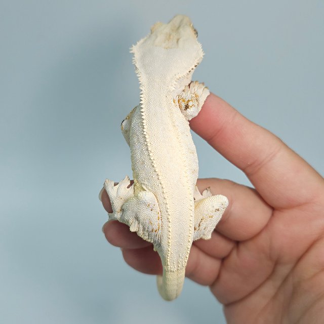 릴리화이트 솔리드백