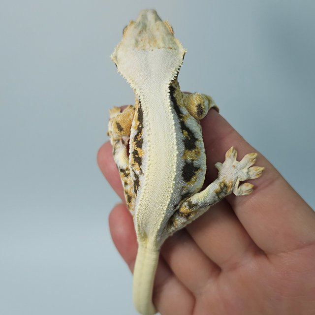 릴리화이트 솔리드백 트라이