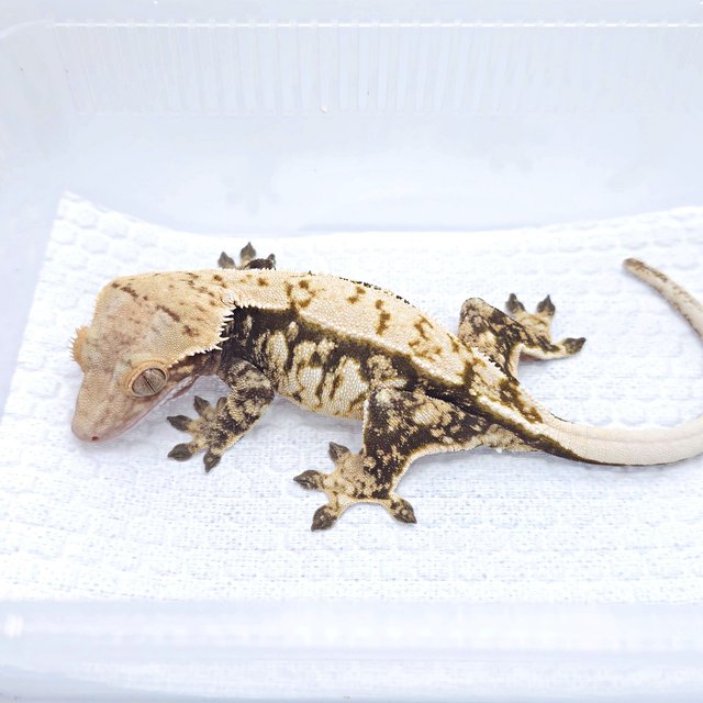 드리피 화이트스팟