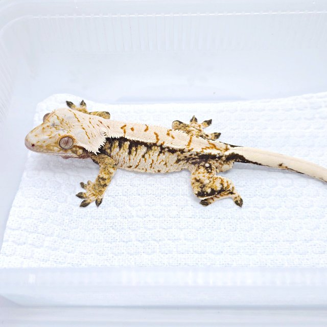 트라이 드리피 화이트스팟