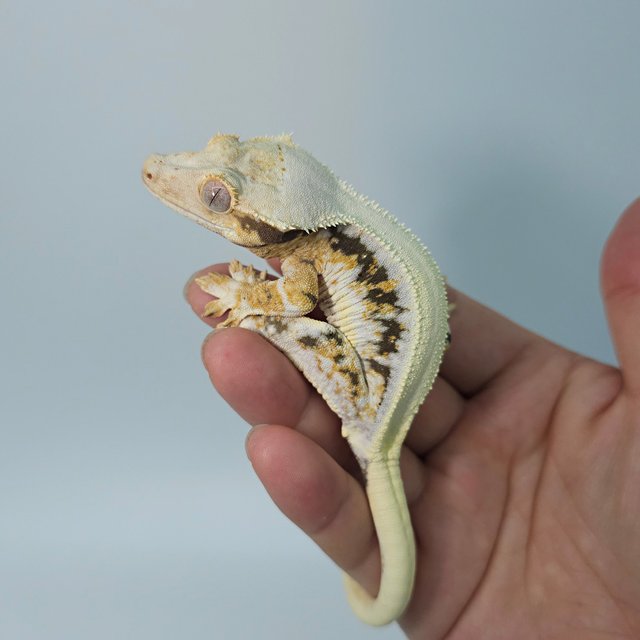 릴리화이트 솔리드백 트라이