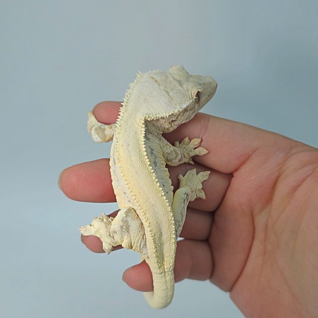 릴리화이트 솔리드백