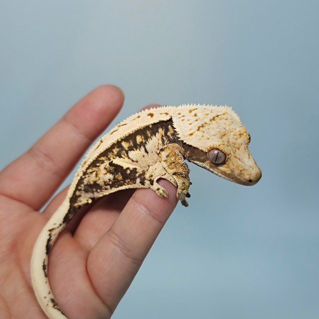 트라이 쿼드 화이트스팟