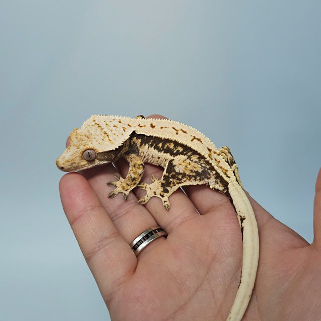 트라이 쿼드 화이트스팟