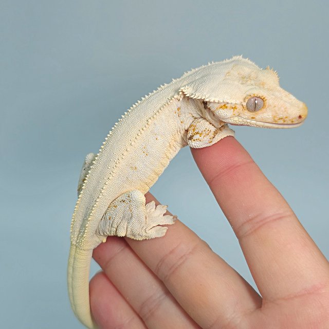 릴리화이트 솔리드백