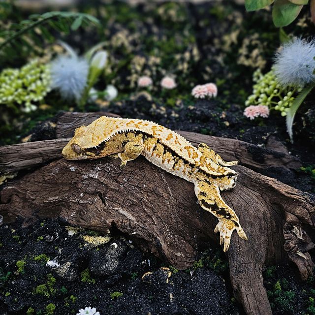 트라이 익스트림할리퀸