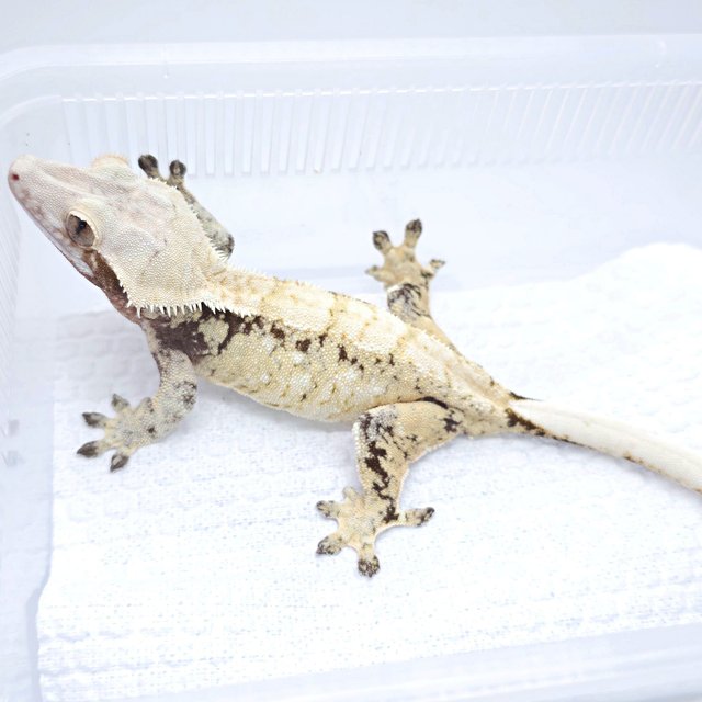 드리피 트라이 화이트스팟