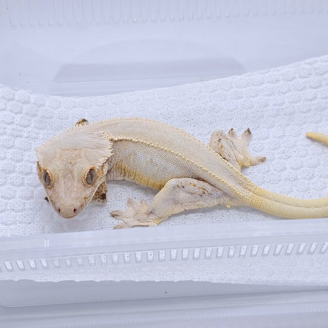 릴리화이트 솔리드백