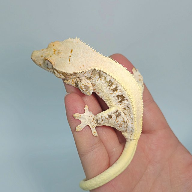 릴리화이트 솔리드백 트라이