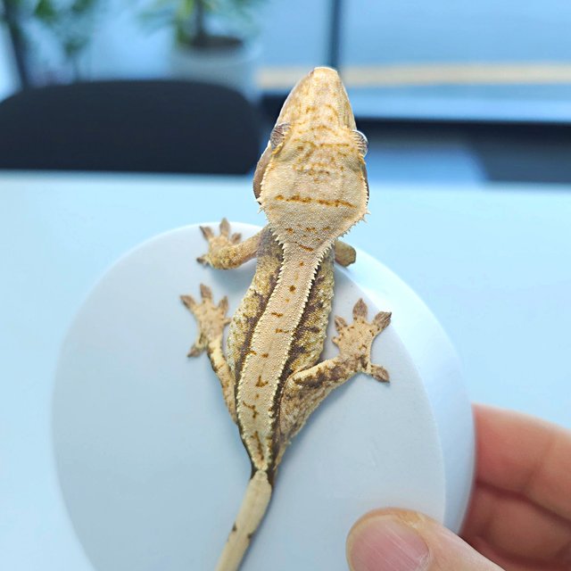 트라이 화이트스팟 익스트림할리퀸