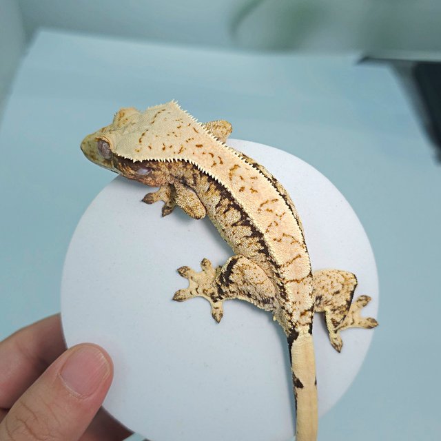 트라이 익스트림할리퀸 화이트핀 화이트스팟