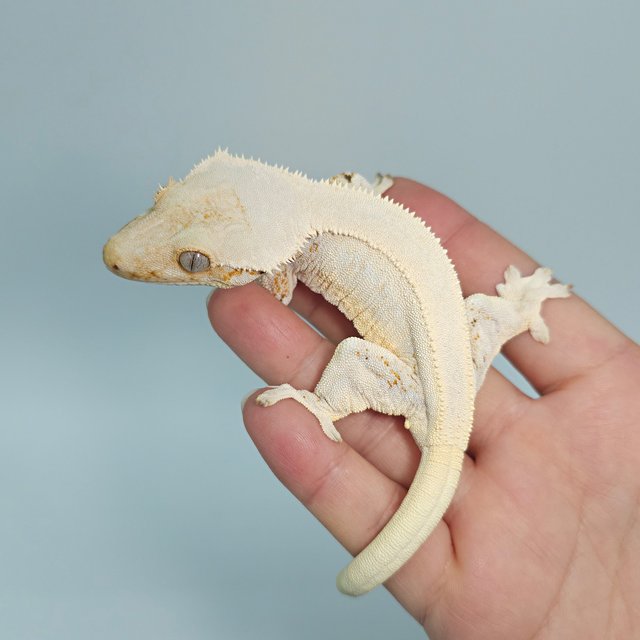 릴리화이트 솔리드백