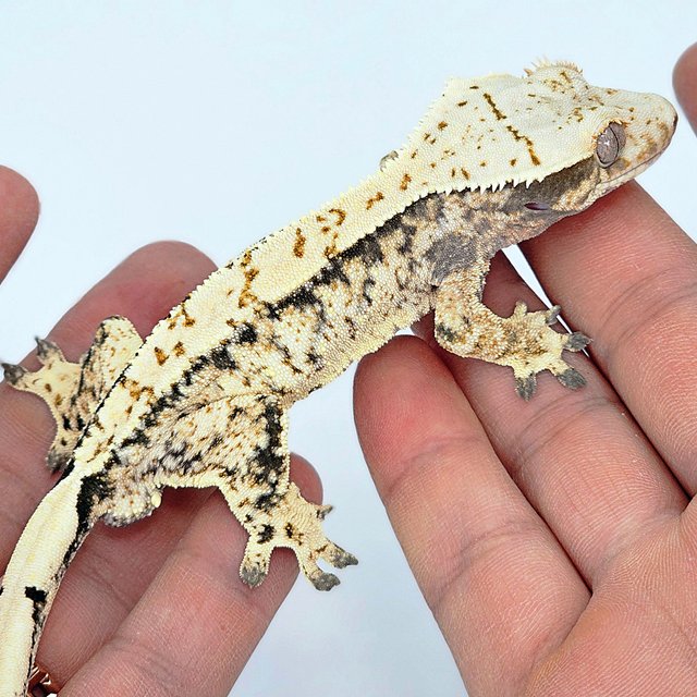 트라이 익스트림할리퀸 화이트스팟