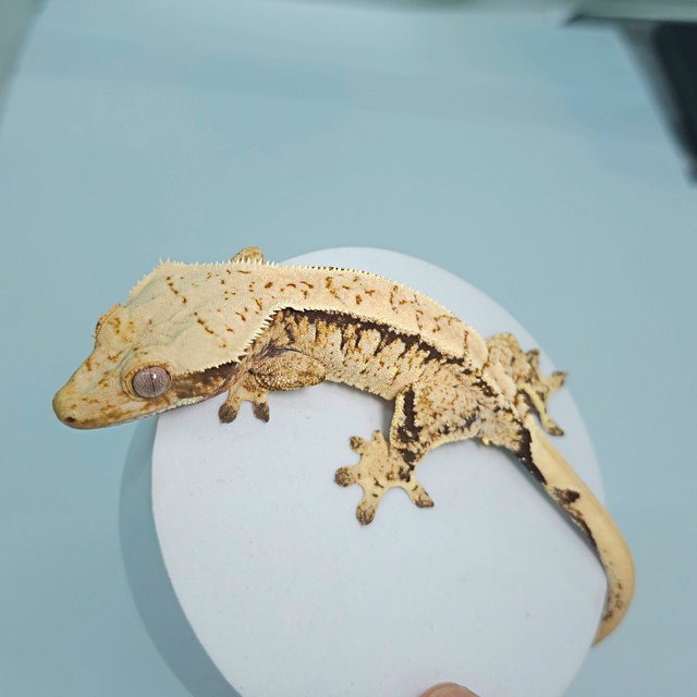 트라이 익스트림할리퀸 화이트핀 화이트스팟