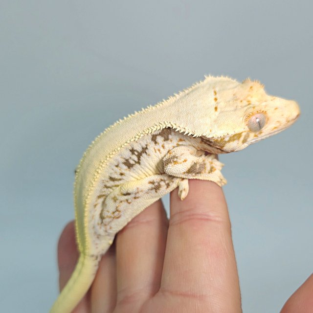 릴리화이트 솔리드백 트라이