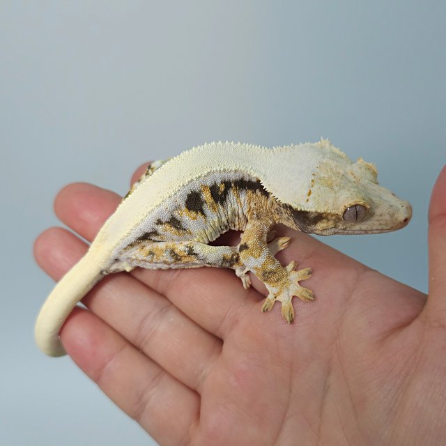 릴리화이트 솔리드백 트라이