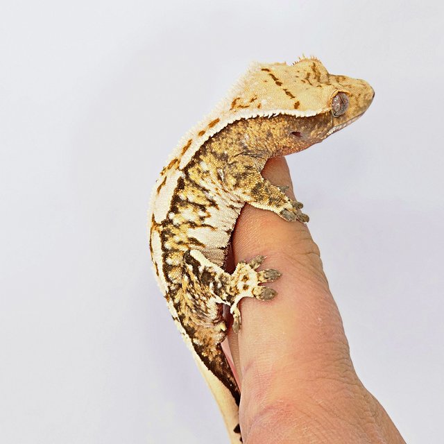 트라이 익스트림할리퀸 화이트스팟 화이트크라운