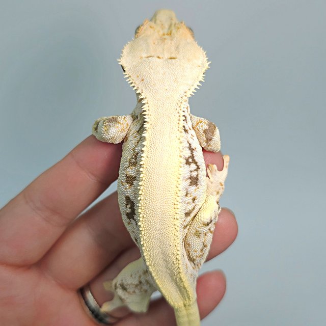 릴리화이트 솔리드백 트라이