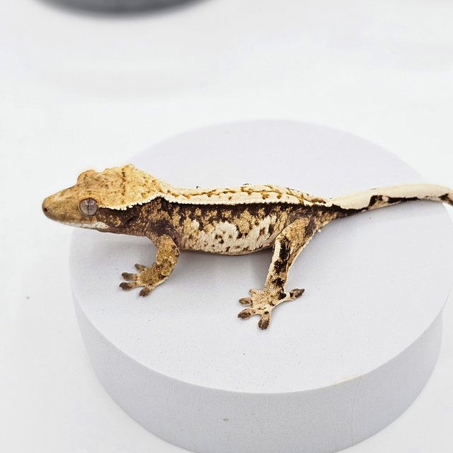 트라이 익스트림할리퀸 화이트핀