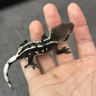 Axanthic
