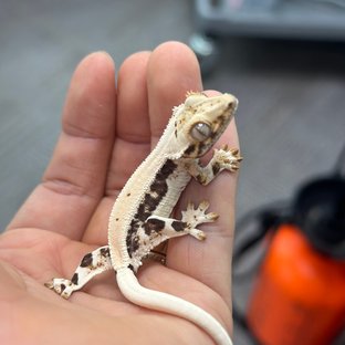 Lilly 100% Het Axanthic